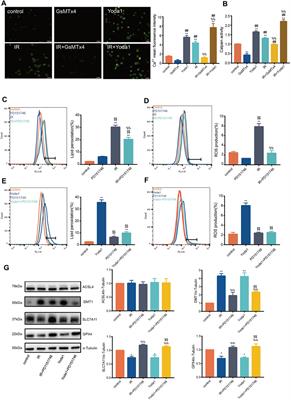 PIEZO1 Ion Channel Mediates Ionizing Radiation-Induced Pulmonary Endothelial Cell Ferroptosis via Ca2+/Calpain/VE-Cadherin Signaling